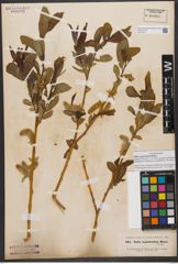 Foto von Salix zygostemon Boiss. & Hohen.